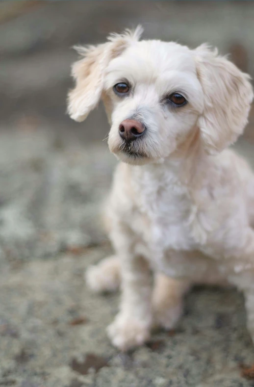 a close up po of a small dog on cement