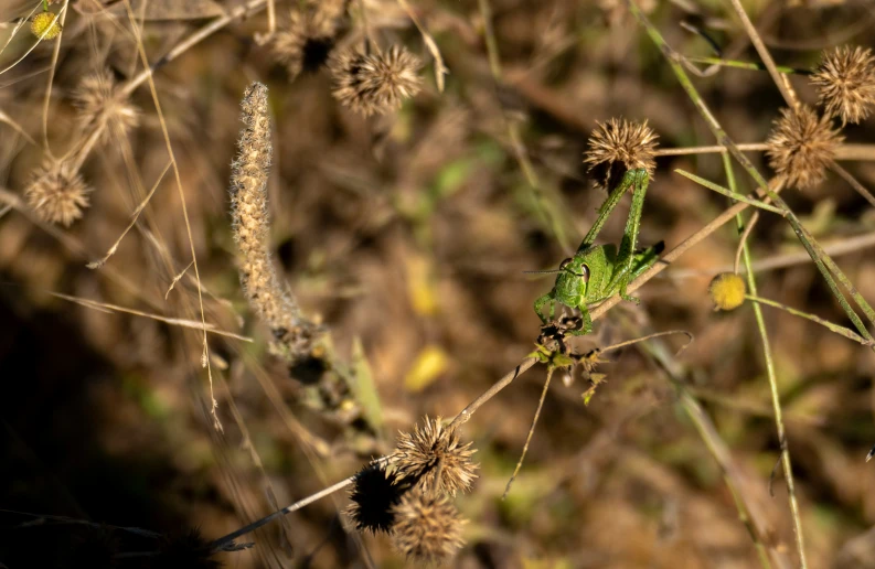 a green insect sitting on top of dry plants