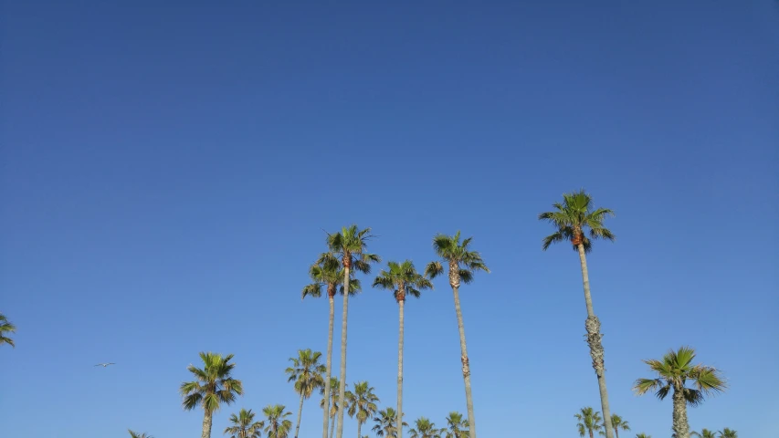 the clear blue sky is full of palm trees