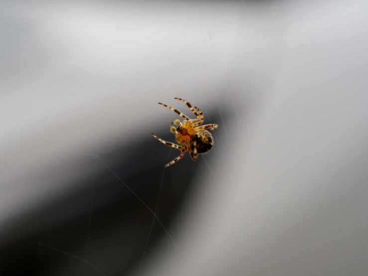 a small spider on its web in the middle of the frame