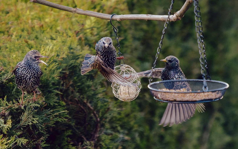 birds are perched on the suspended bird feeders