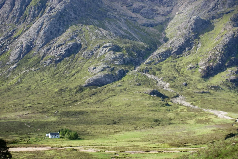 a group of sheep grazing on a lush green hillside