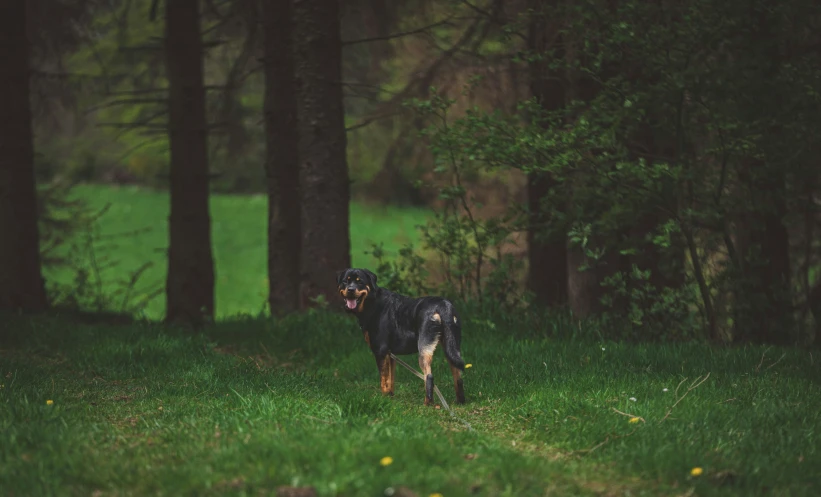 a dog walking in a grassy field near some trees