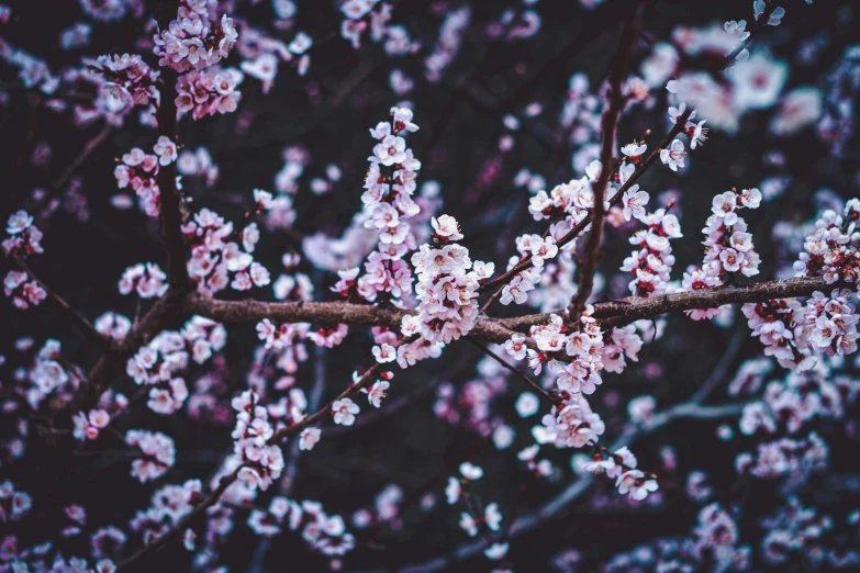 a nch of tree with pink flowers in the foreground