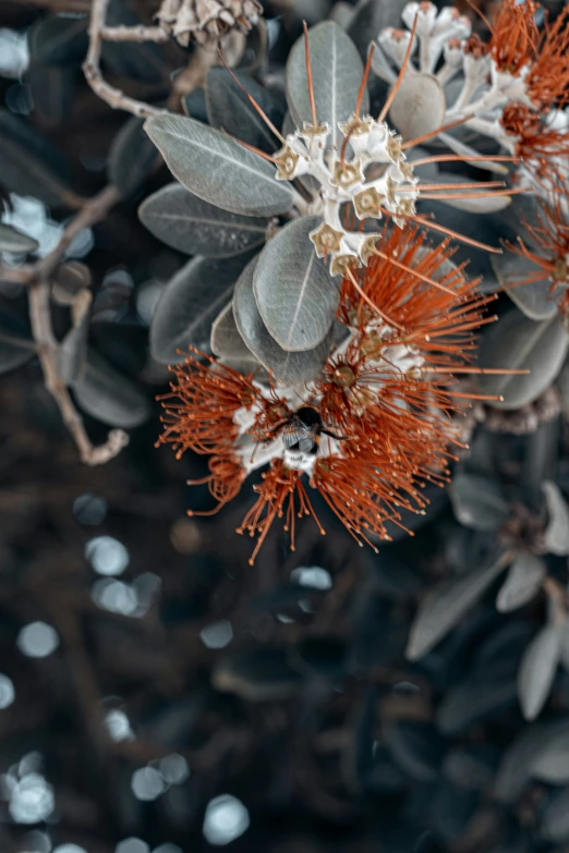 the buds and leaves of an evergreen tree