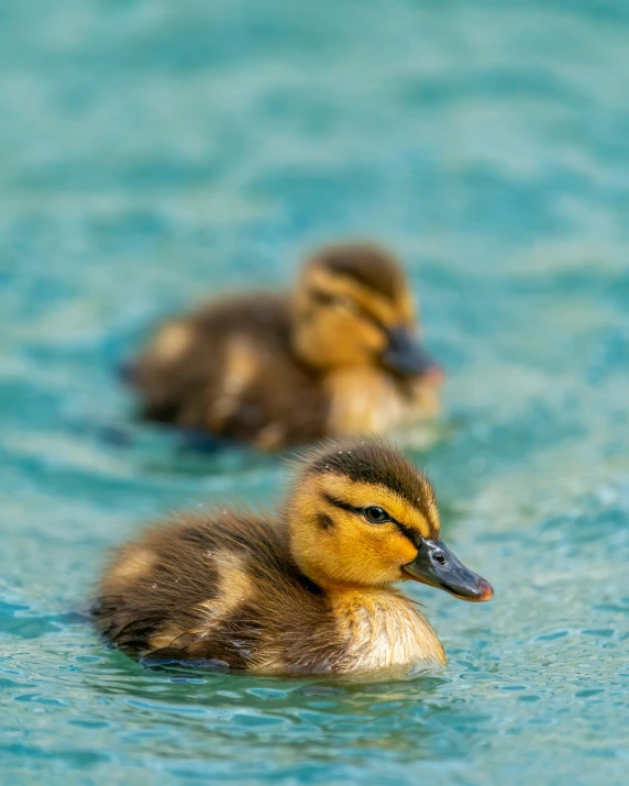 some small ducks in a lake by itself