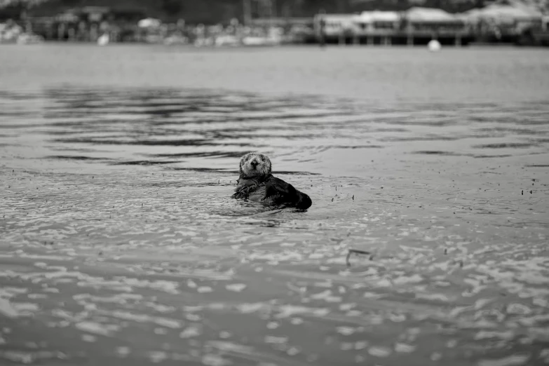 a black and white image of a boy swimming in the water