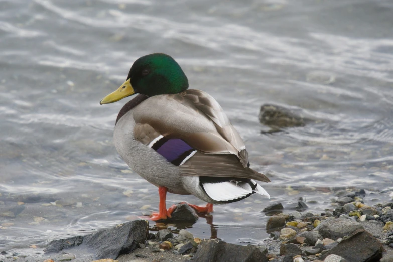 a duck that is sitting on the ground