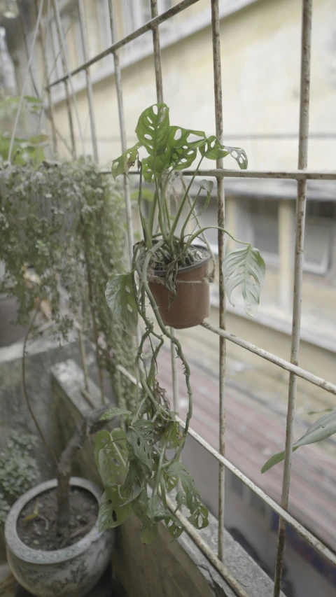 a hanging potted plant behind an iron window