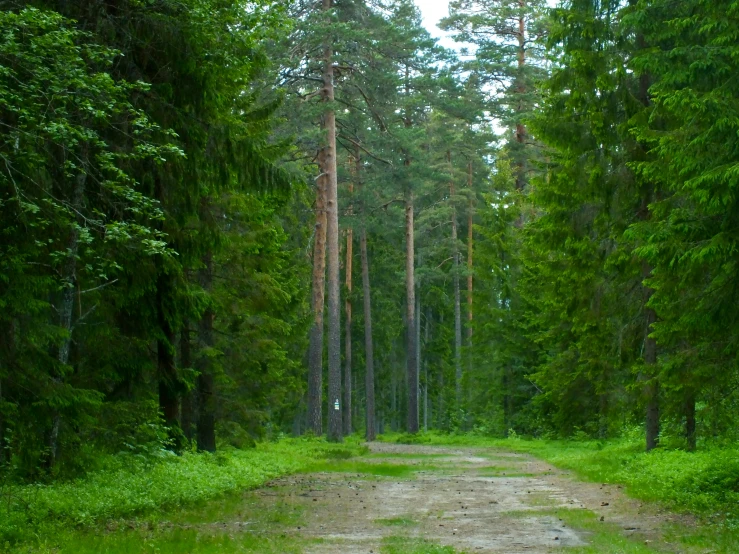 the road is empty in the forest