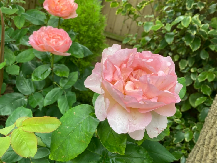 a pink rose flower with other blooming flowers in the background