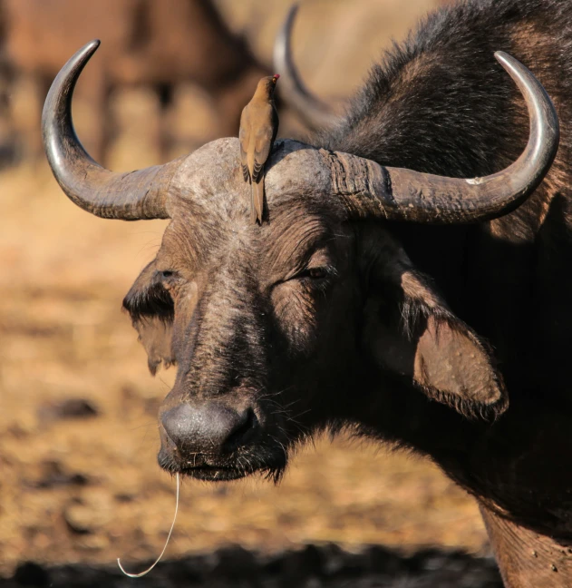 a close up view of two horned animals with curved horns