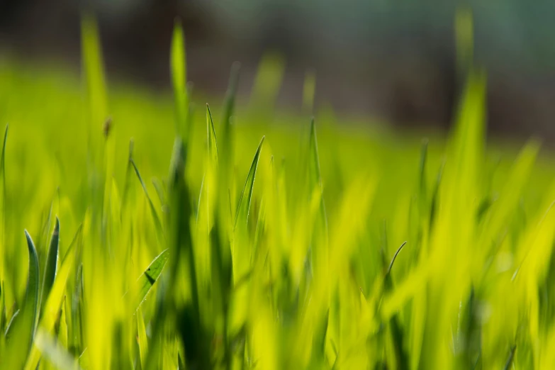 a closeup of green grass in a field