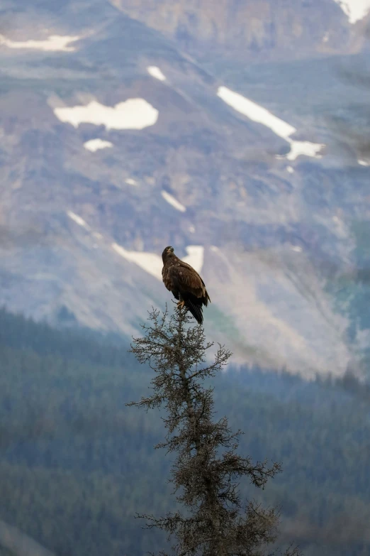 a hawk perched on the top of a tree in front of mountains