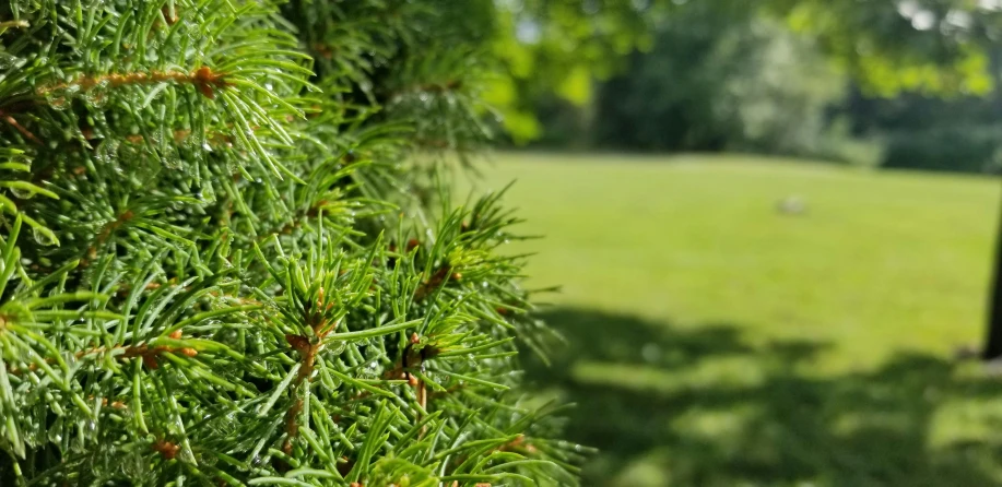 trees in front of grassy field with wooden fence