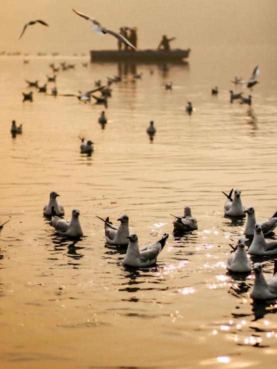 the birds are swimming in the calm water