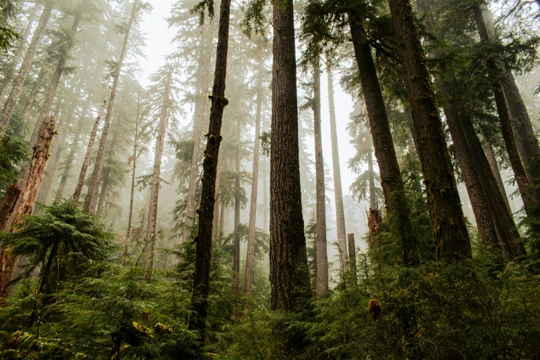 a foggy forest with many tall trees