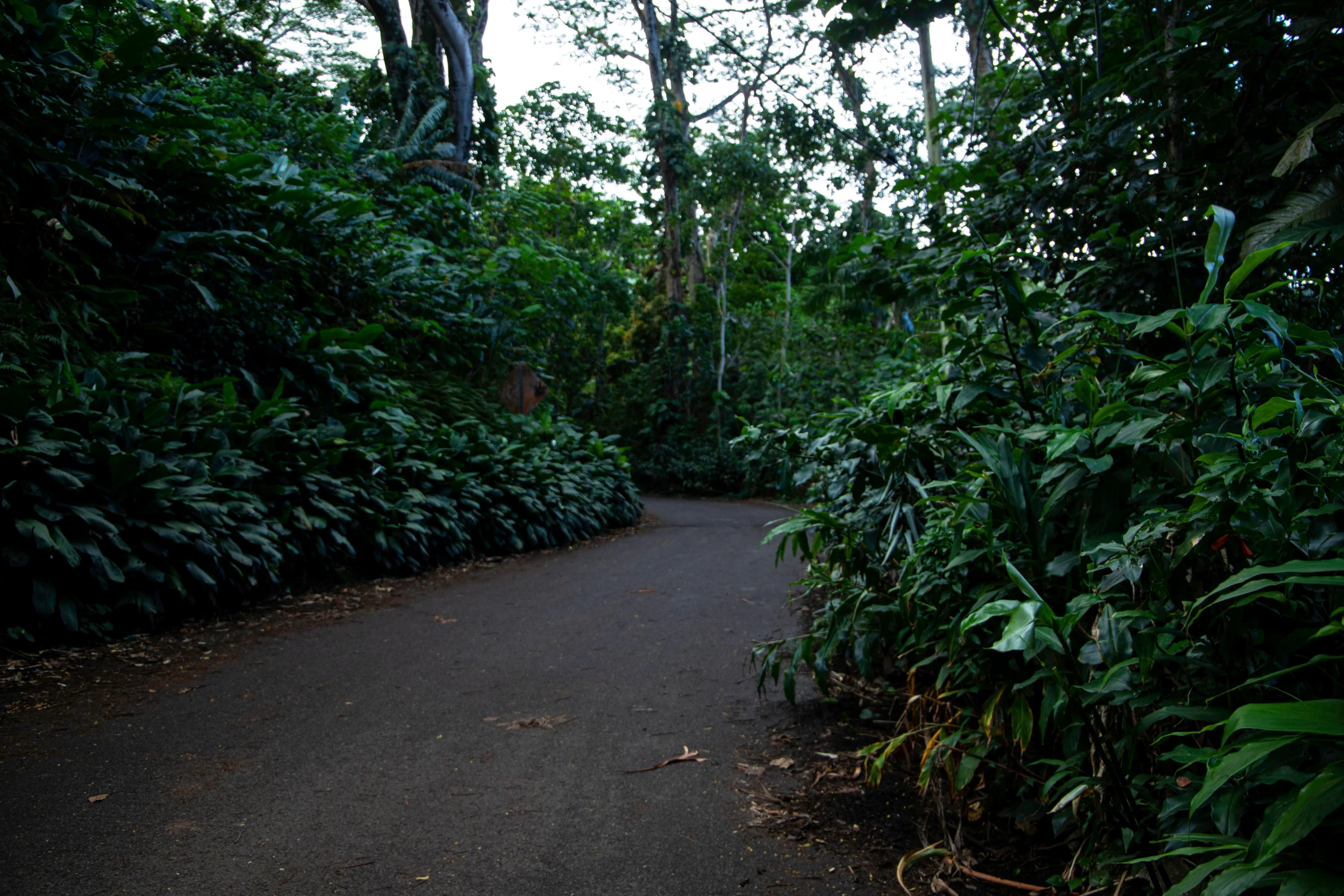 a road with many trees along the side of it