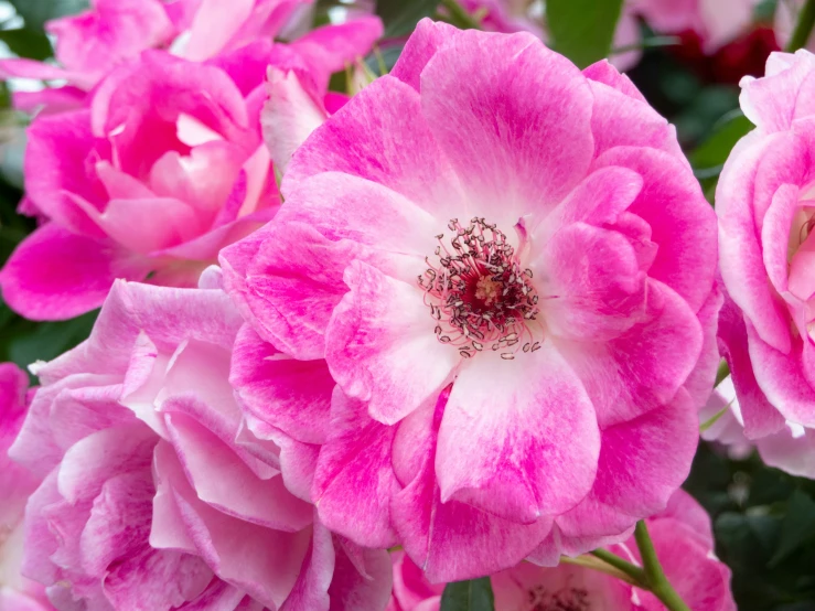 pink flowers in full bloom on the ground