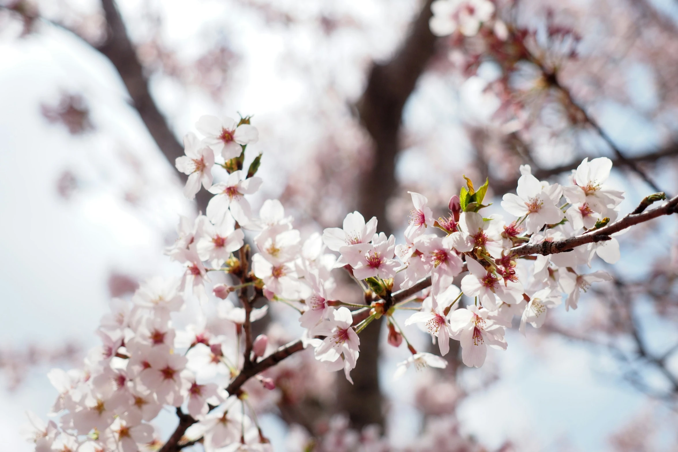 closeup of blossoms on a tree against the sky