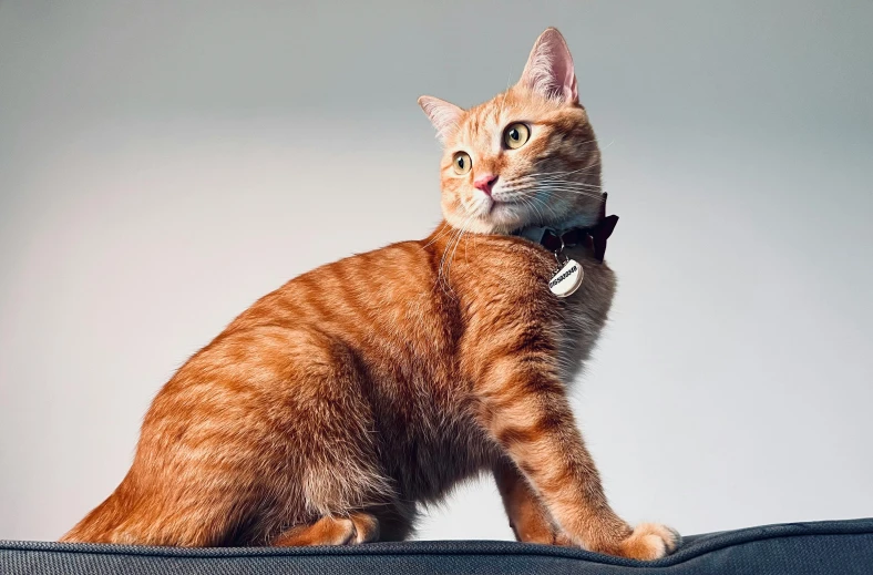 the cat is perched on top of the luggage case