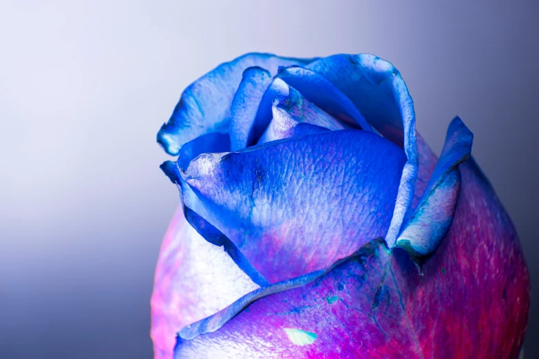 blue rose budded flower against a light purple background