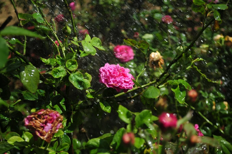 a rain shower coming off of pink flowers