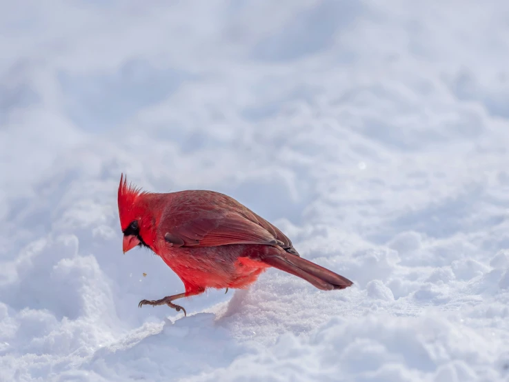 a cardinal stands in the snow on a sunny day