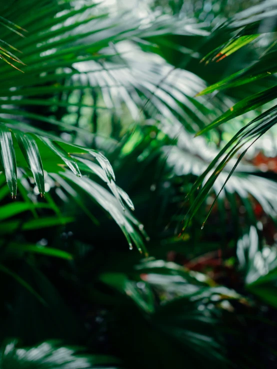 the bright green leaves are close to the ground