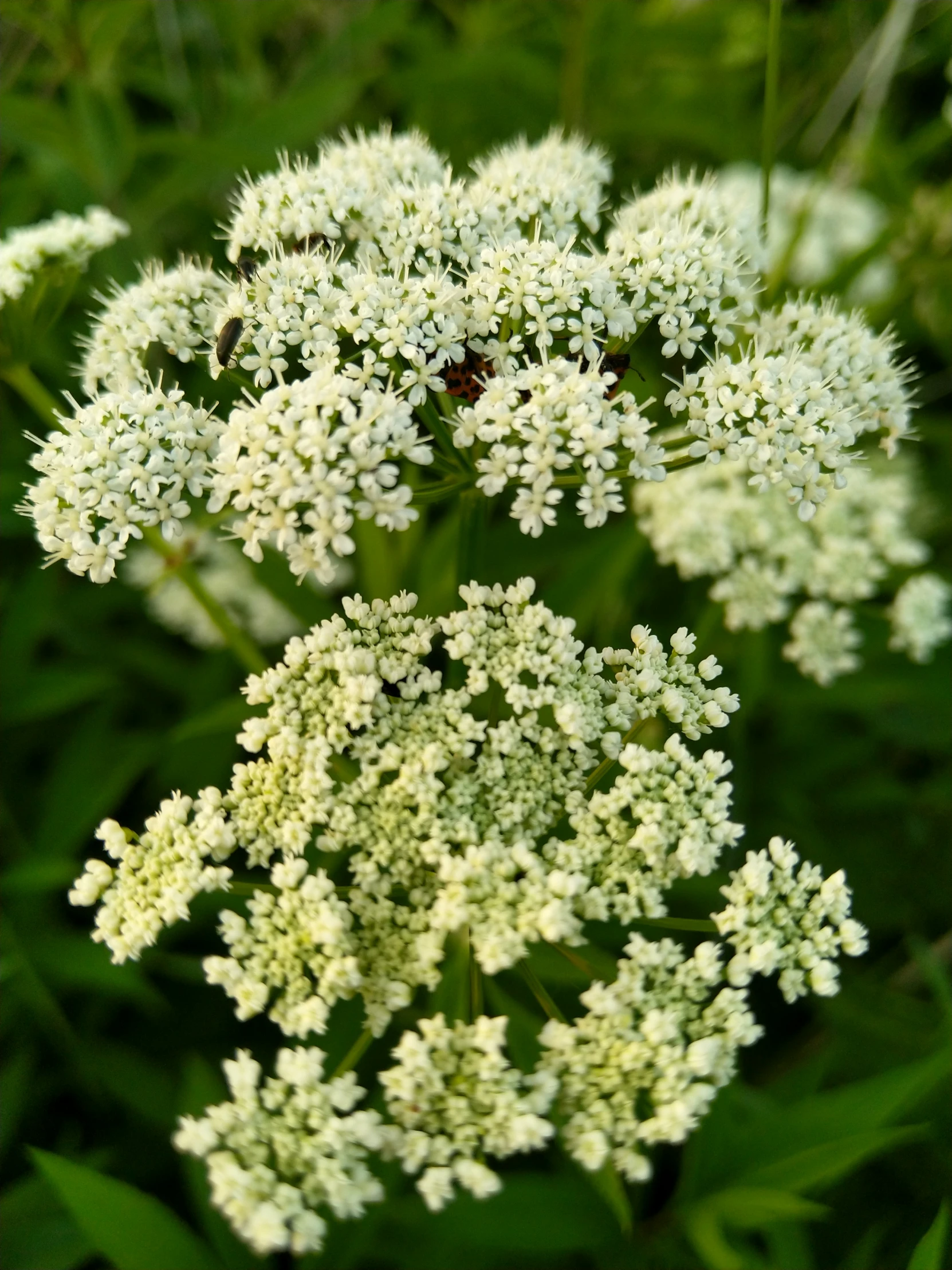 an up close image of white flowers