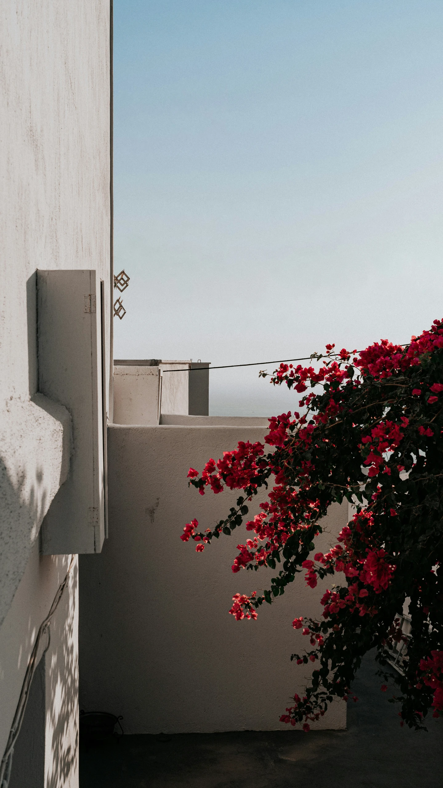 the building is white with a red flower growing on it