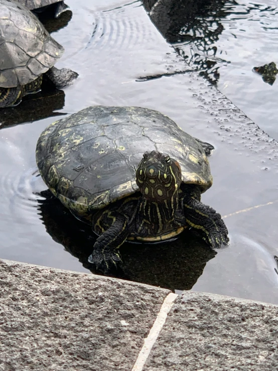 two small turtles sit in the water with each other