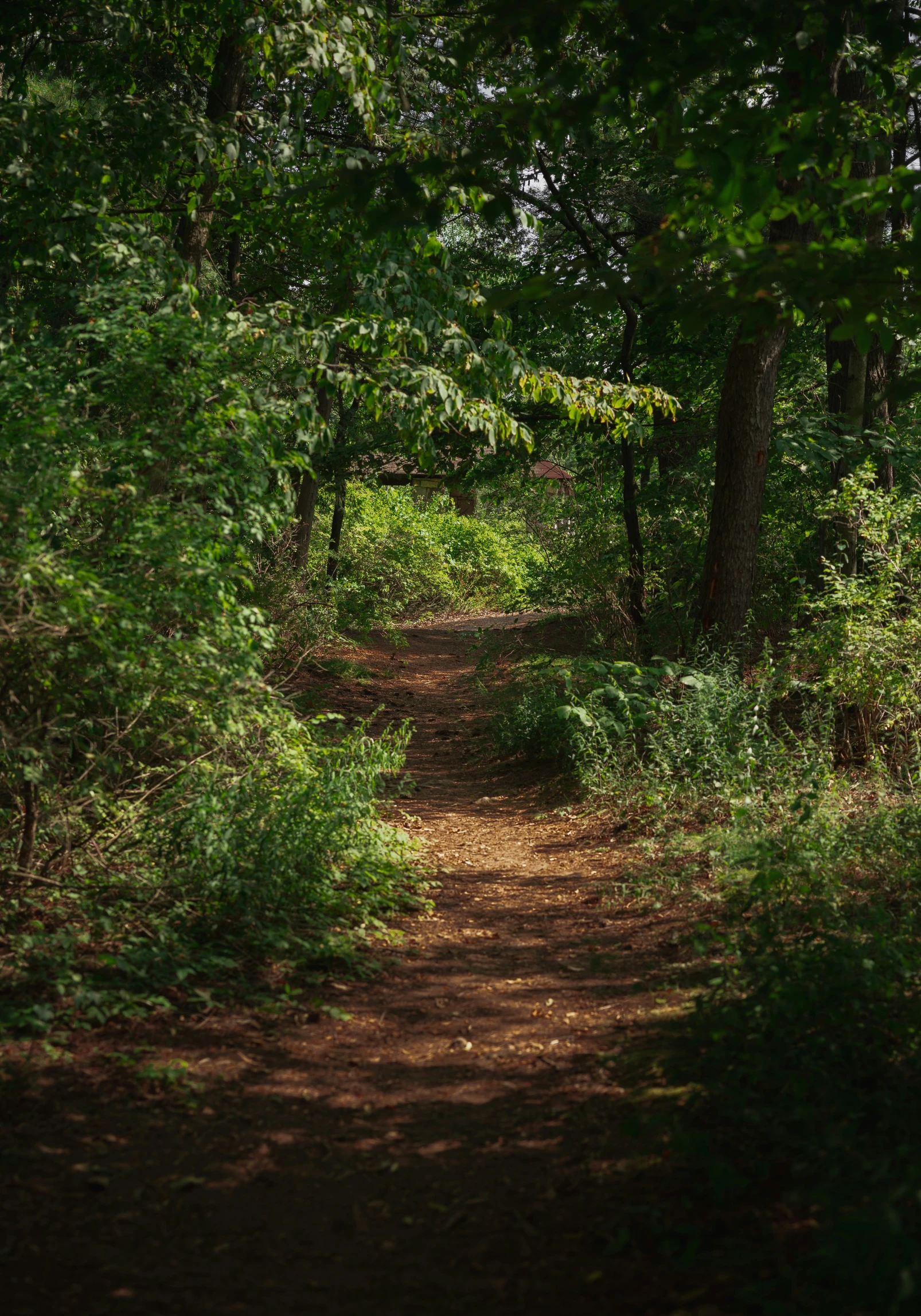 the sun is shining in the woods on a trail