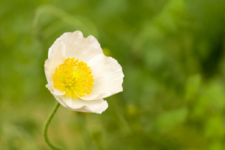 a lone white flower with yellow center in grass