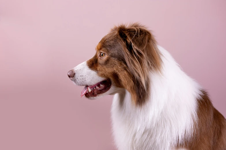 this is a collie with very long fur