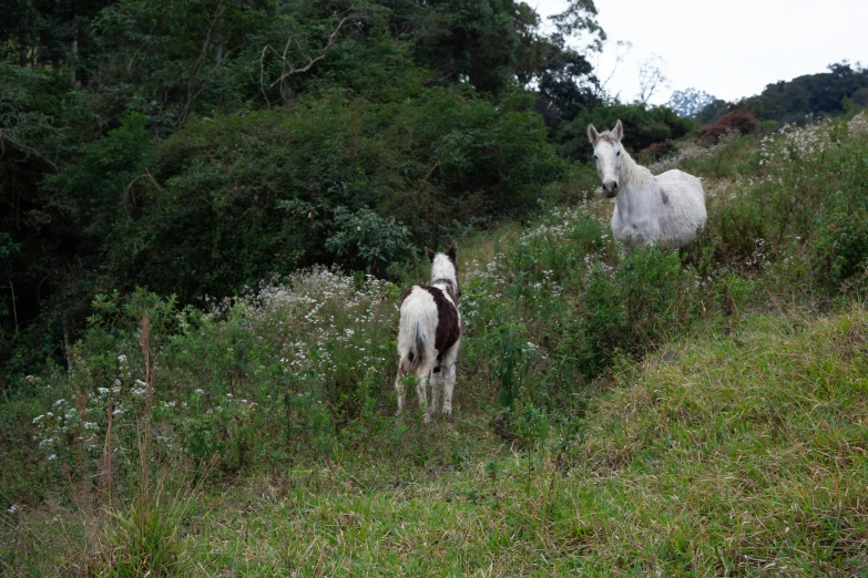 two horses in the wild and one horse is standing