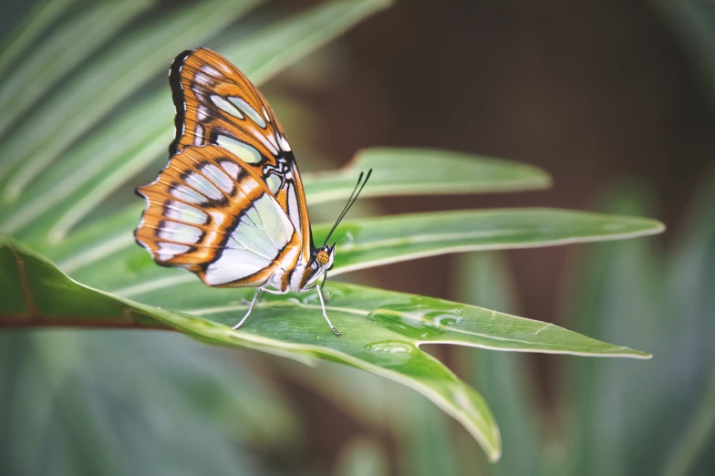 a orange and white erfly perched on a plant