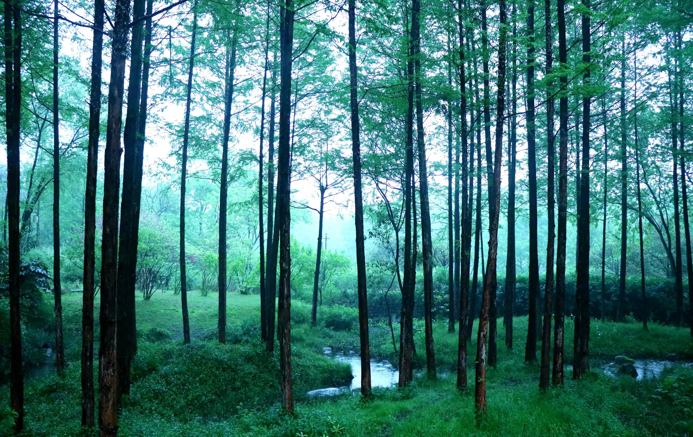 a view of trees and stream through a green field