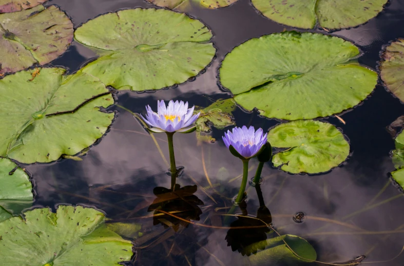 two water lilies in water with lily pad's on them
