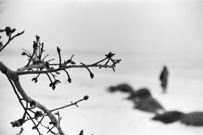 birds flying above a small tree nch in black and white