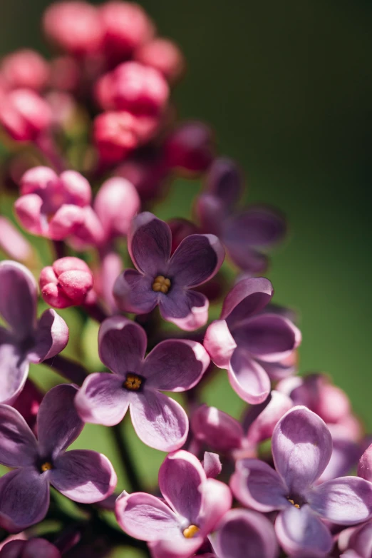 purple flowers in the sunlight near one another