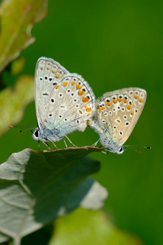 two erflies on a green plant with leaves