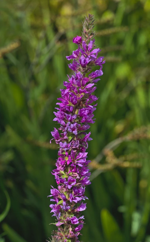 closeup of an old flower head with the stems in focus