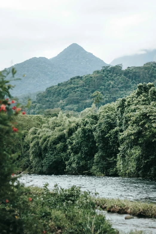 the river running through the jungle near the mountains