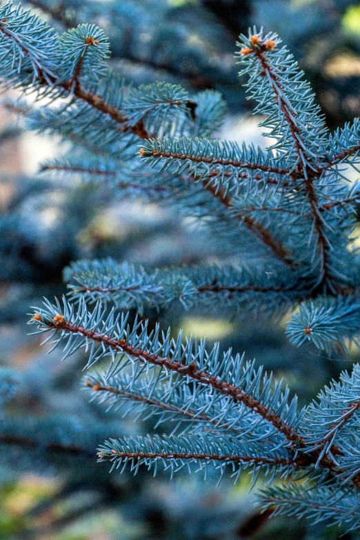 close up of a blue christmas tree nch