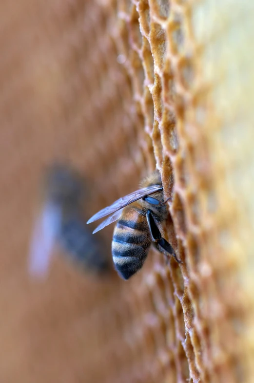 bee pollminate beekeeper working on honey in field