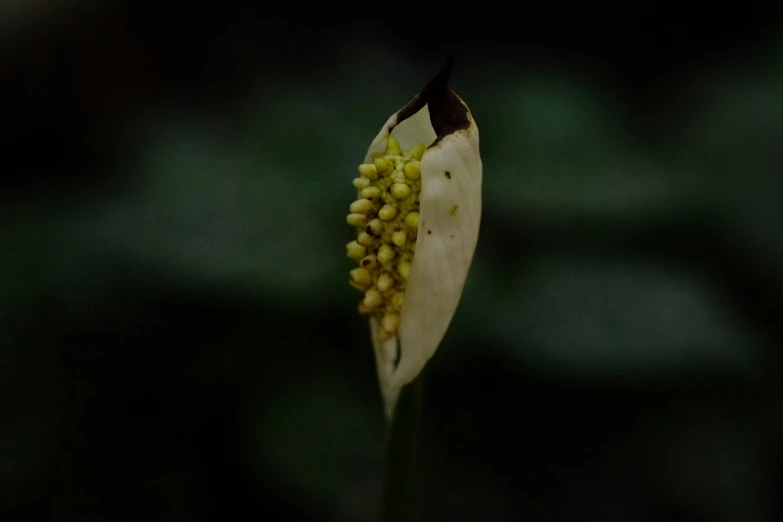 a white flower with buds growing out of it