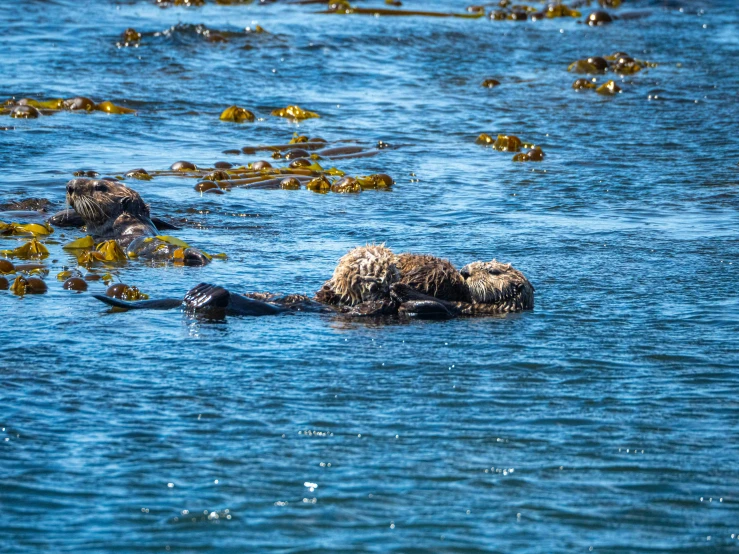 there is one small bear that is in the water