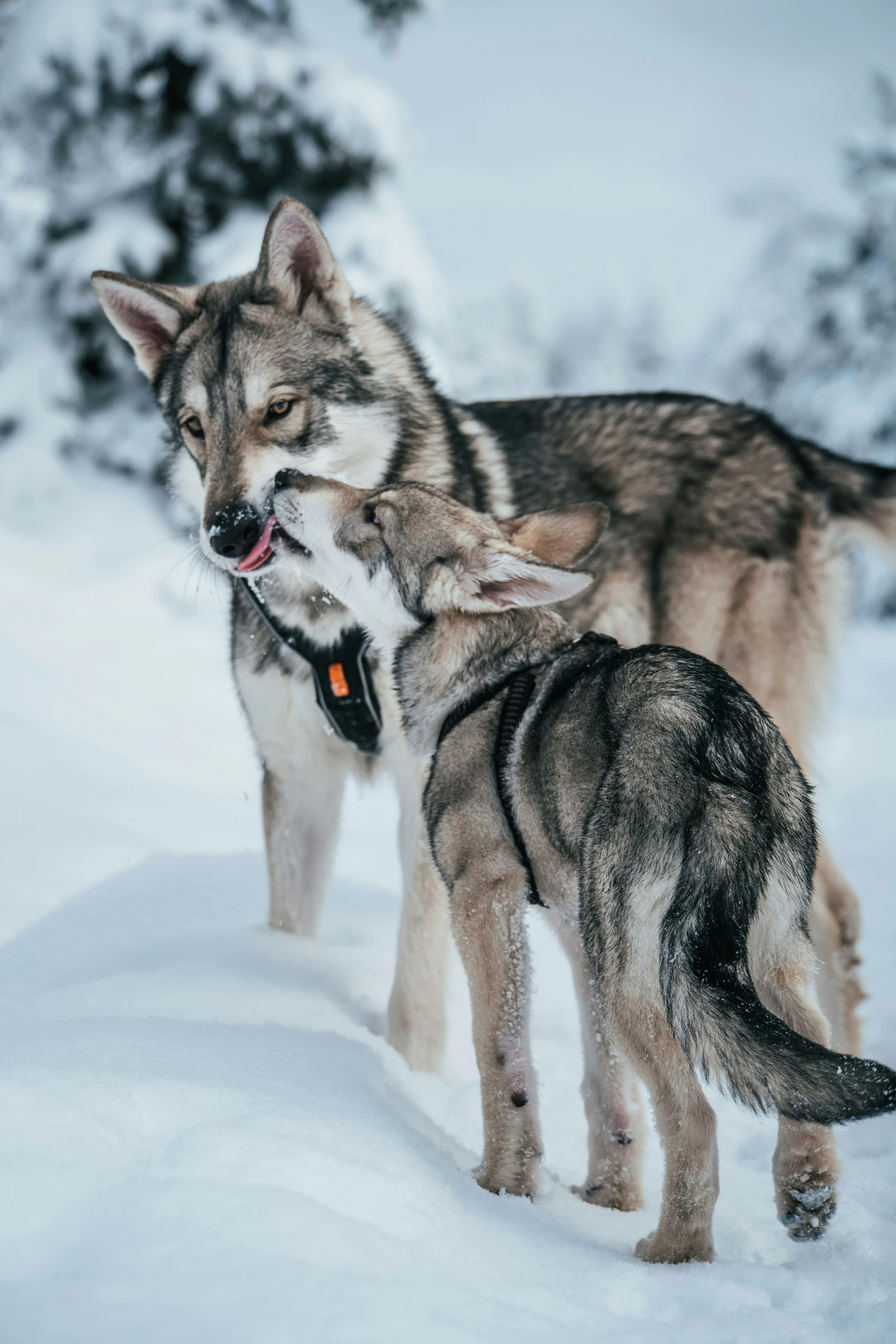 two wolfs playing in the snow by trees