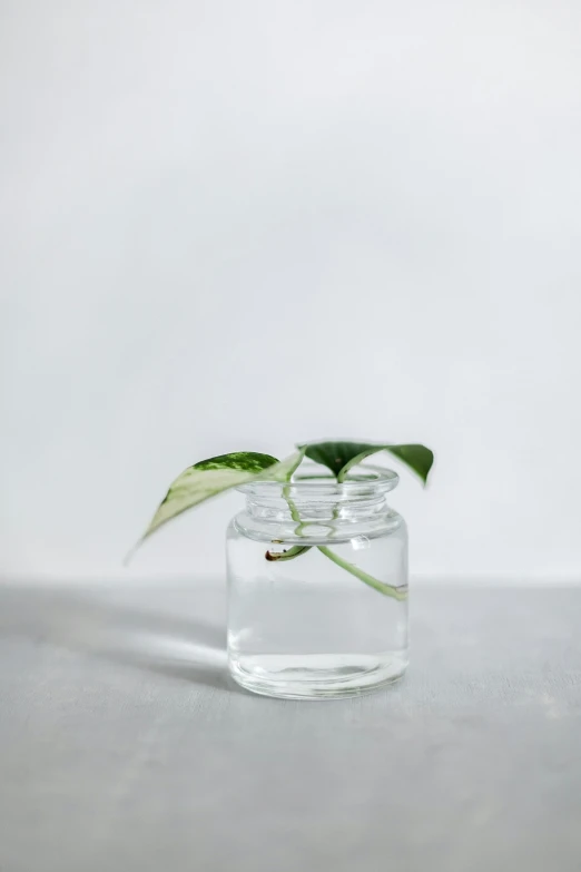 a glass jar with two plant leaves sticking out of it